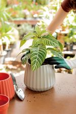 50005011-Vaso-Cachepot-Wave-19cm-Branco-Antigo-Amb-13