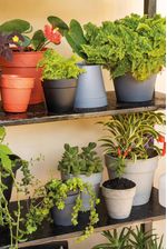 50005050-Vaso-2-Em-1-10cm-Argila-Amb-2