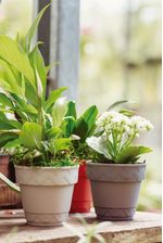 50005052-Vaso-2-Em-1-10cm-Cinza-Amb-22