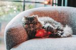 60020381-Pelucia-Peixe-Com-Catnip-Rosa-Amb-2