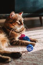 60020379-Peixinho-E-Bolinha-Para-Gato-Amb-5