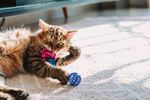 60020379-Peixinho-E-Bolinha-Para-Gato-Amb-13