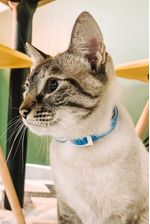 60020299-Coleira-Antipulga-Gato-Azul-Amb-1