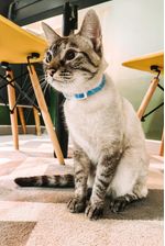 60020299-Coleira-Antipulga-Gato-Azul-Amb-2