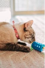 60020121-Coleira-Gato-Rosa-Amb-3