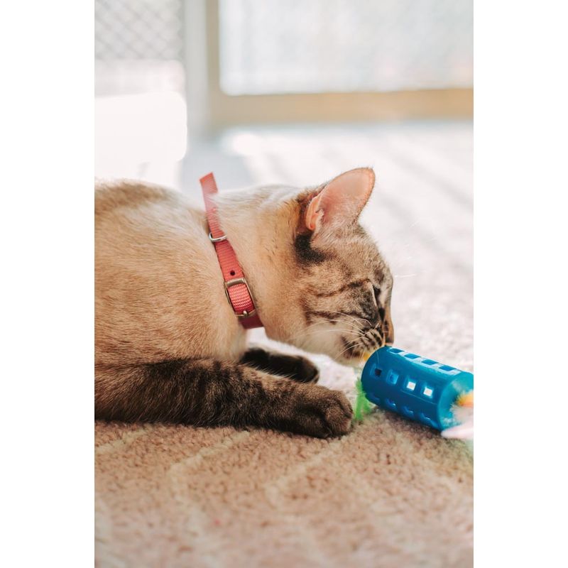 60020121-Coleira-Gato-Rosa-Amb-3