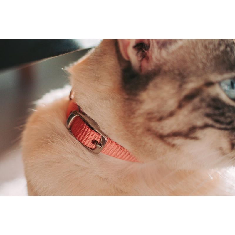 60020121-Coleira-Gato-Rosa-Amb-1